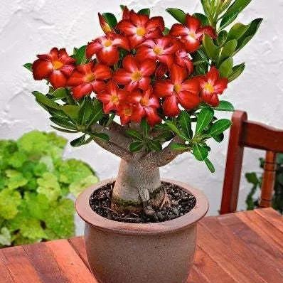 🔥Desert Rose🌸Beautiful flowers blooming in the desert