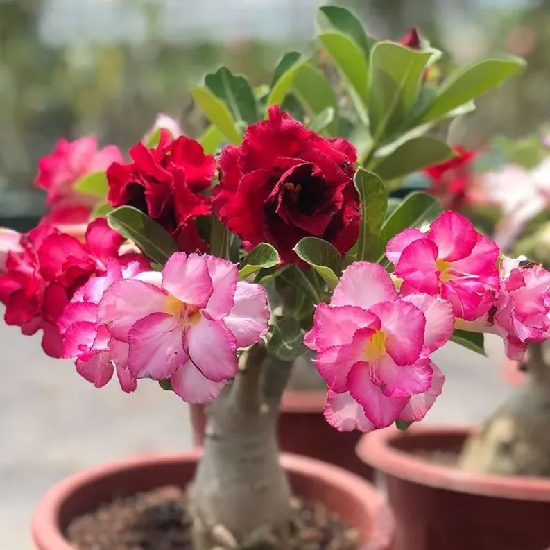 🔥Desert Rose🌸Beautiful flowers blooming in the desert