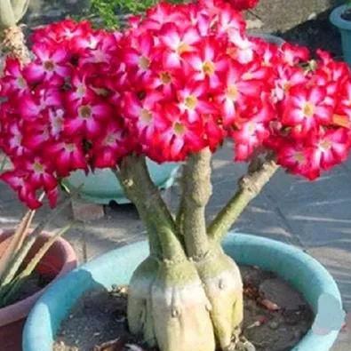 🔥Desert Rose🌸Beautiful flowers blooming in the desert