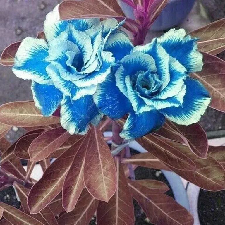 🔥Desert Rose🌸Beautiful flowers blooming in the desert