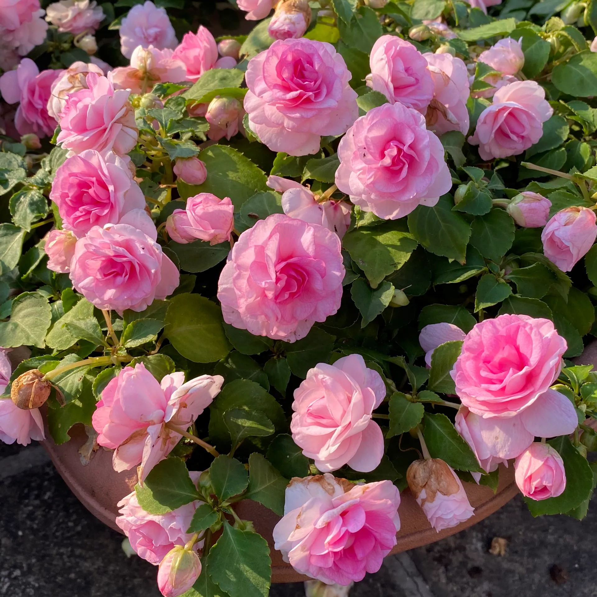 🔥double-petaled Impatiens