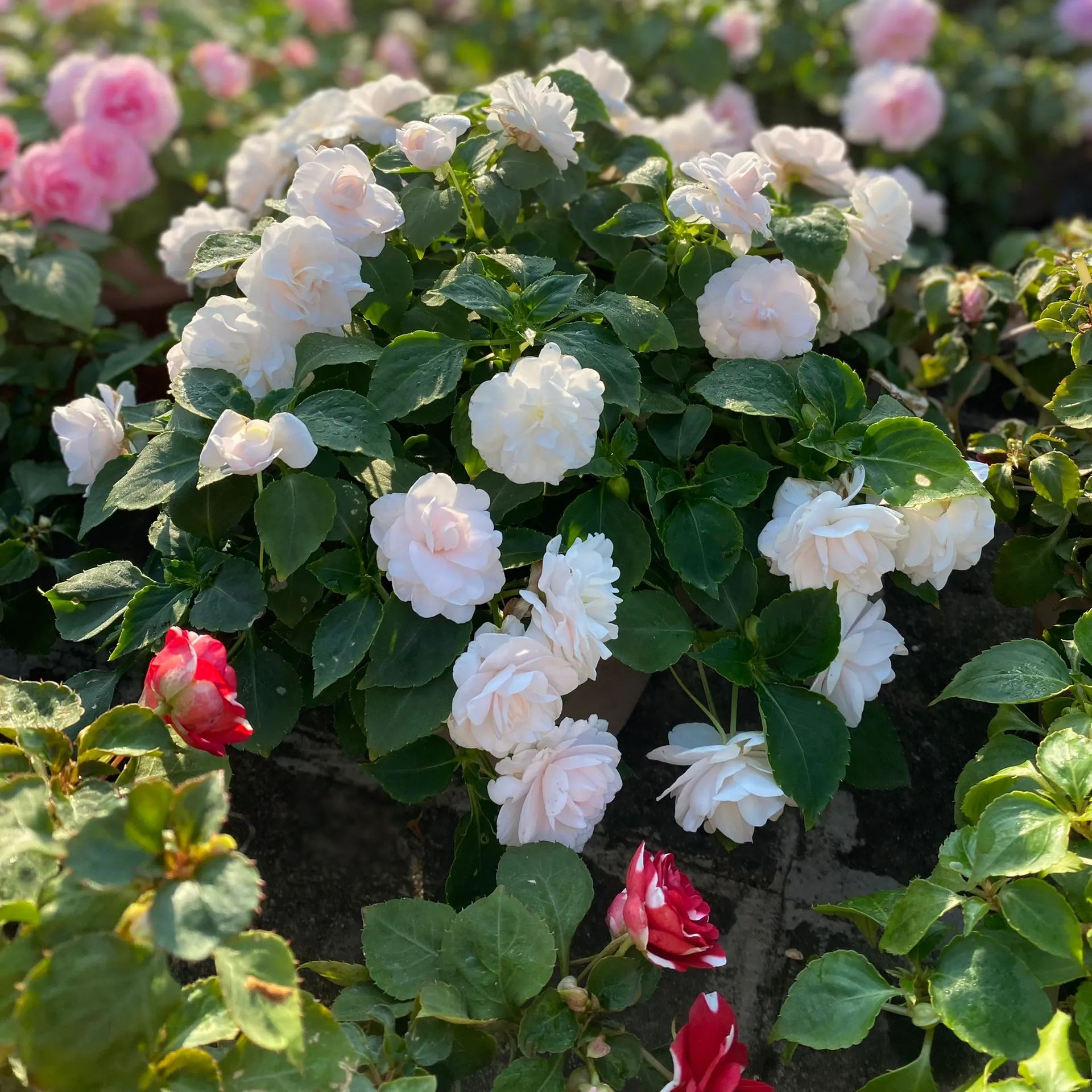 🔥double-petaled Impatiens