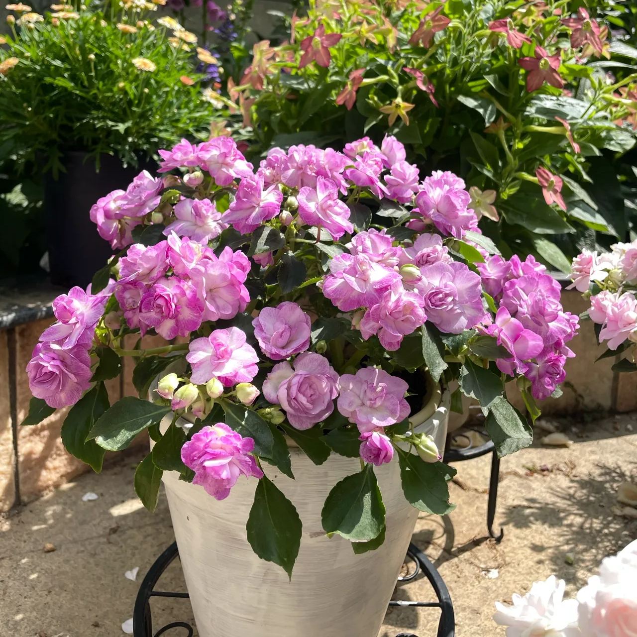 🔥double-petaled Impatiens