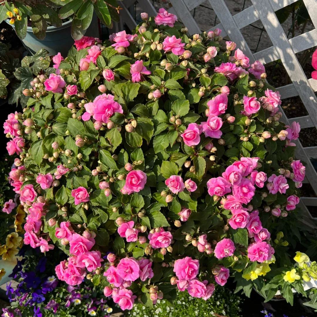 🔥double-petaled Impatiens