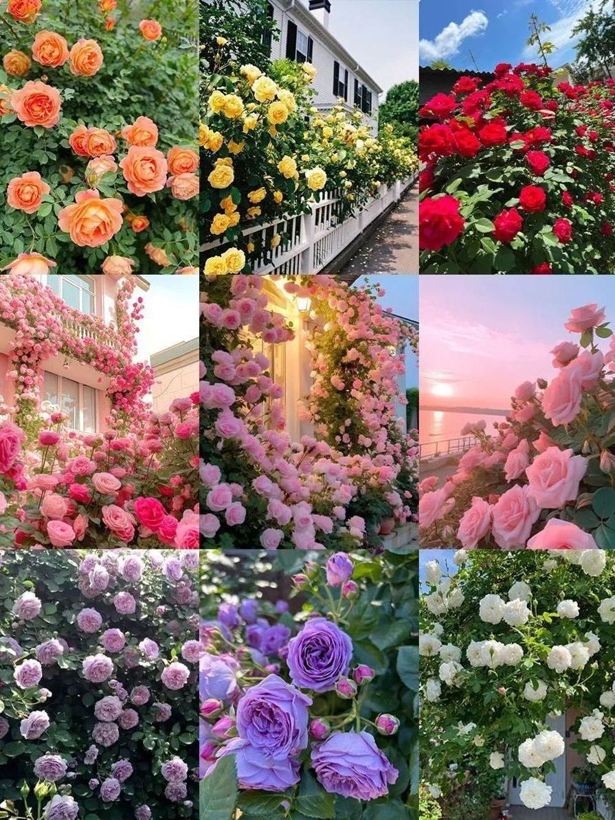 Climbing Rose Seeds