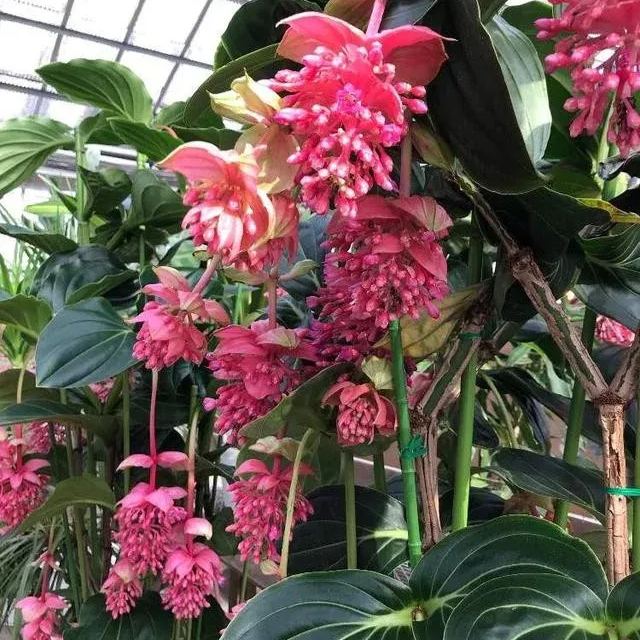 Medinilla magnifica