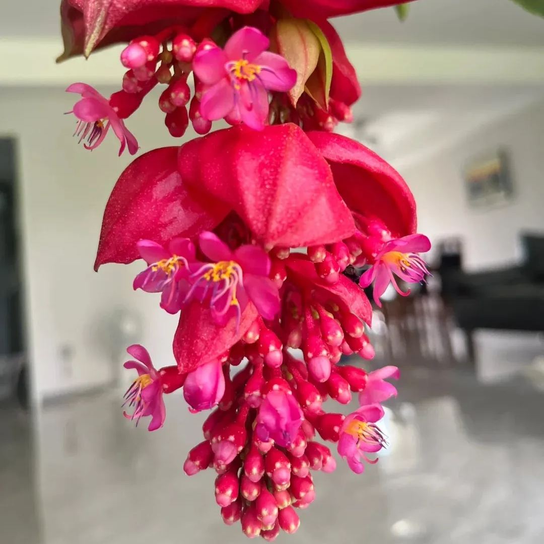 Medinilla magnifica