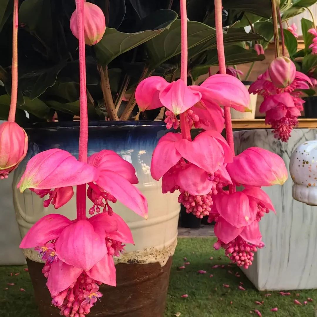 Medinilla magnifica