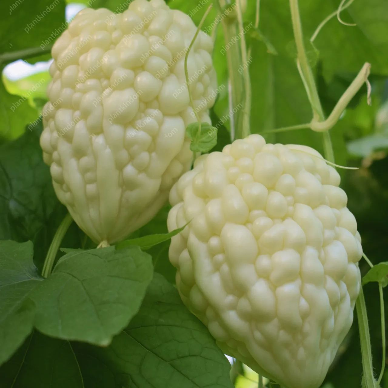 🔥53%OFF 🎉Most Popular Fruits Seeds in 2024🪴Each Pack 40 Seeds