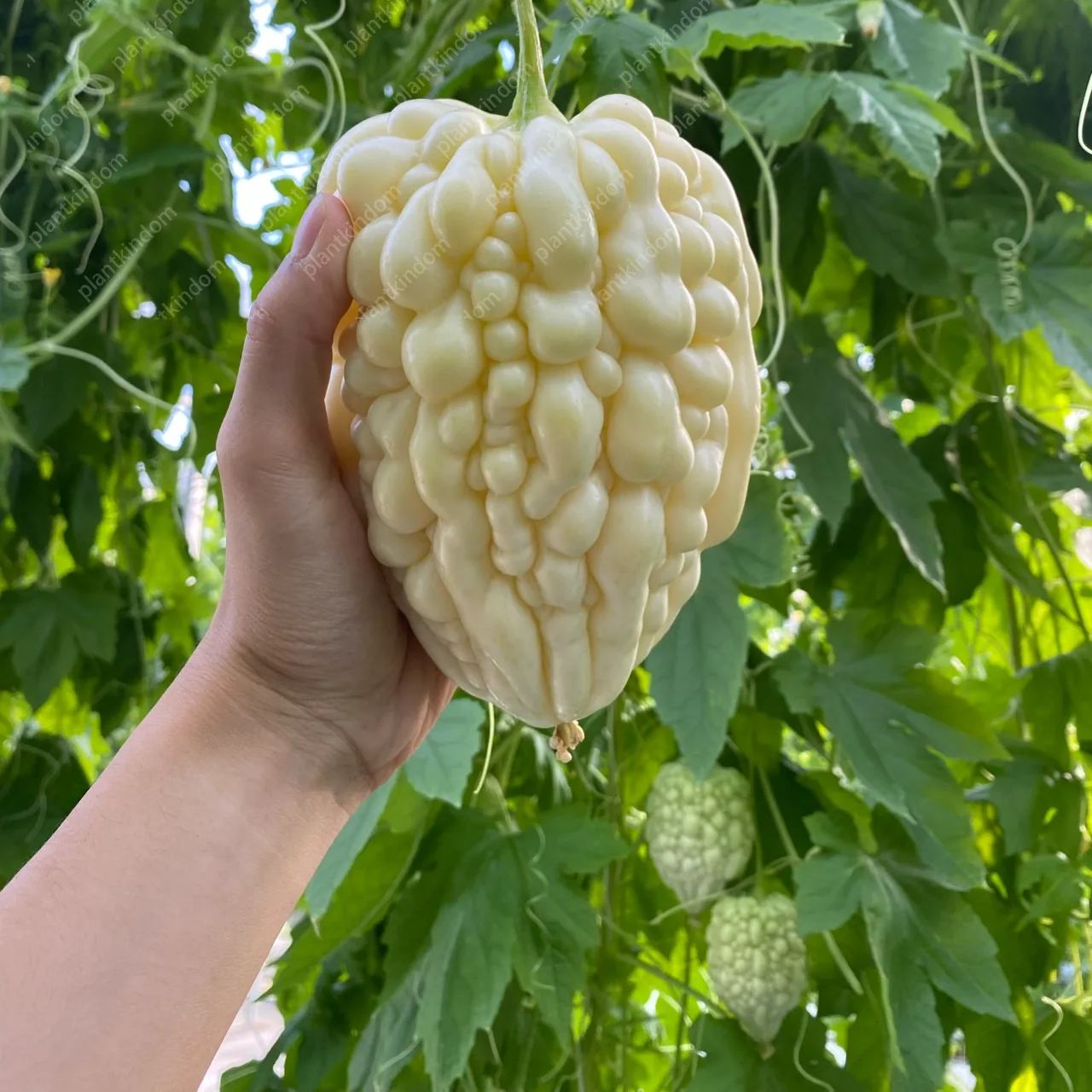 🔥53%OFF 🎉Most Popular Fruits Seeds in 2024🪴Each Pack 40 Seeds