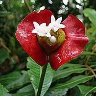 Palicourea elata seeds