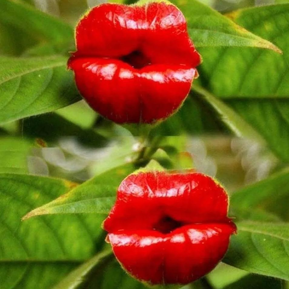 Palicourea elata seeds