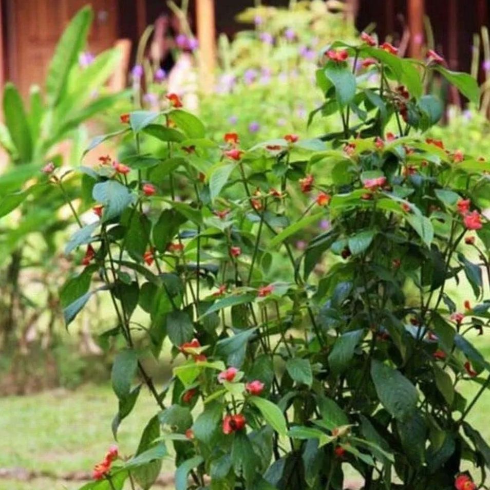 Palicourea elata seeds