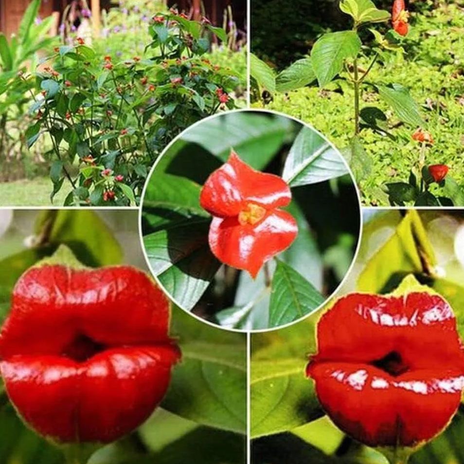 Palicourea elata seeds