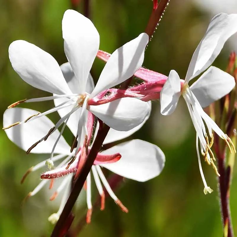Gaura seeds