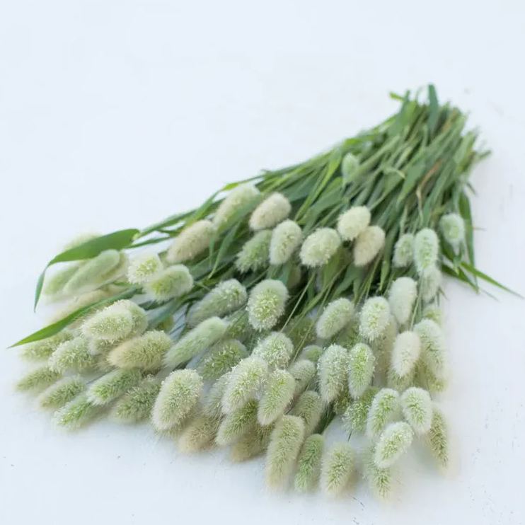 'Hare's Tail Grass' Seeds