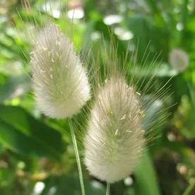 'Hare's Tail Grass' Seeds