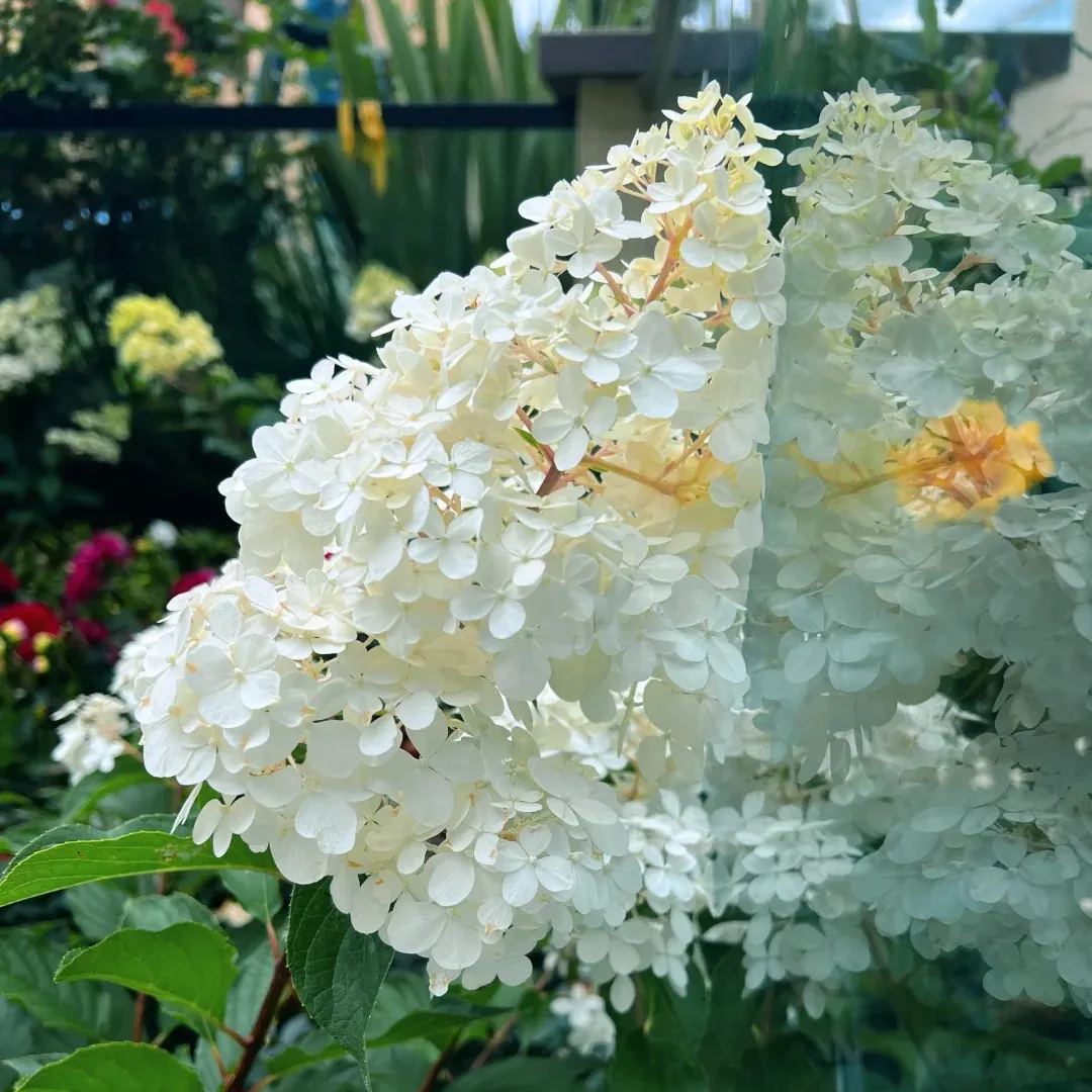 🍦Summer ice cream-🍨Panicle Hydrangea Flowers Seeds - 100/200Pcs