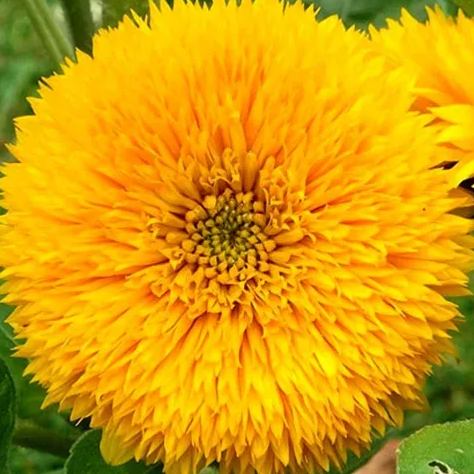 'Teddy Bear' Sunflower Seeds