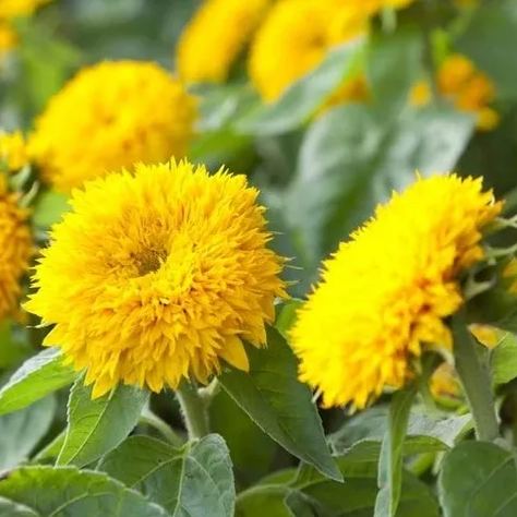 'Teddy Bear' Sunflower Seeds