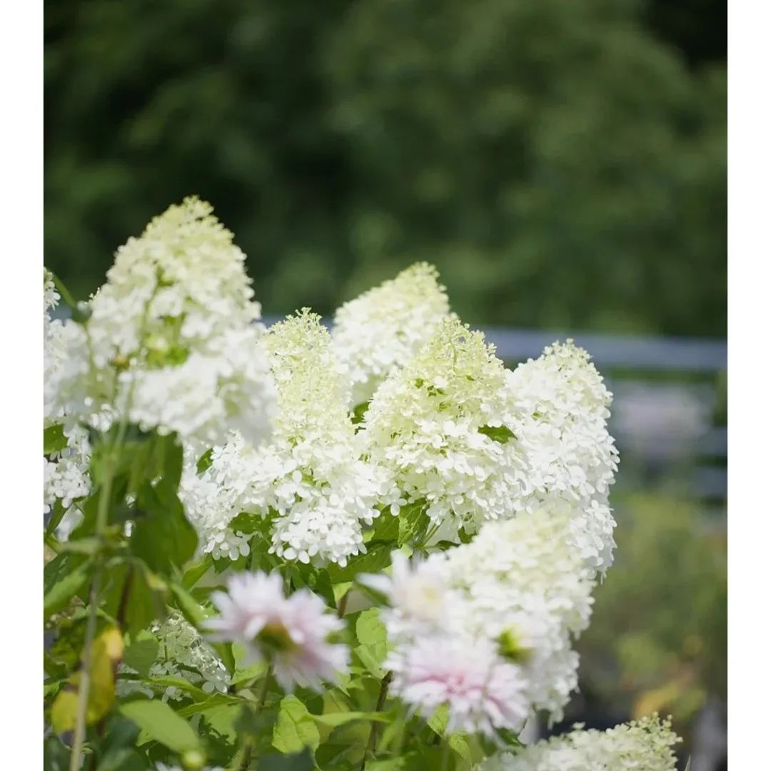 🍦Summer ice cream-🍨Panicle Hydrangea Flowers Seeds - 100/200Pcs