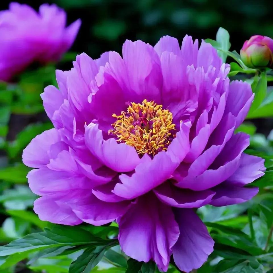 Mixed color peony seeds (autumn saw)