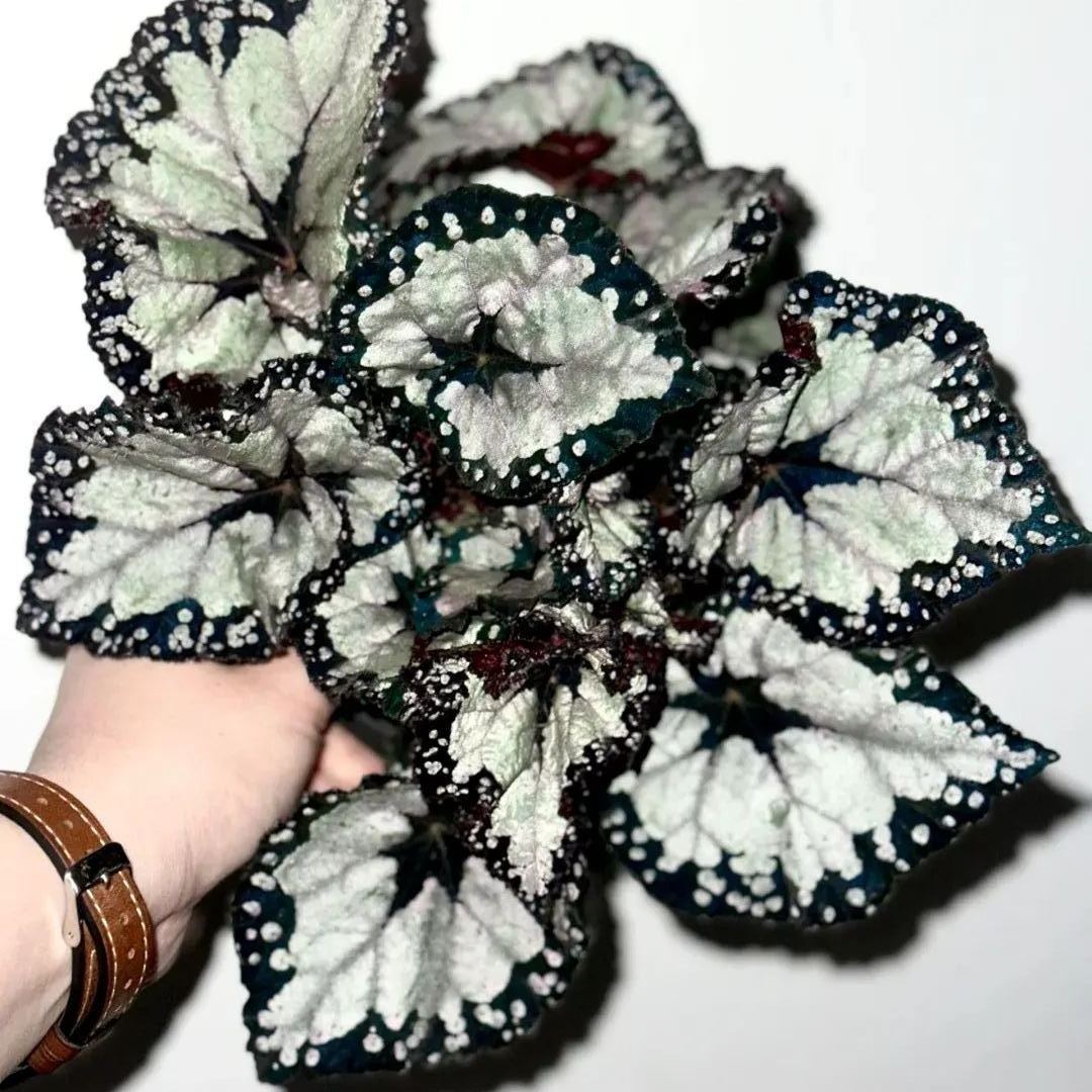 ☘ Begonia seeds 🌈A beautiful miracle of nature