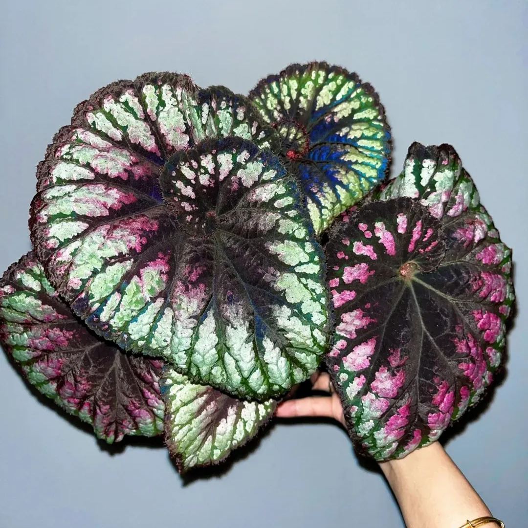 ☘ Begonia seeds 🌈A beautiful miracle of nature