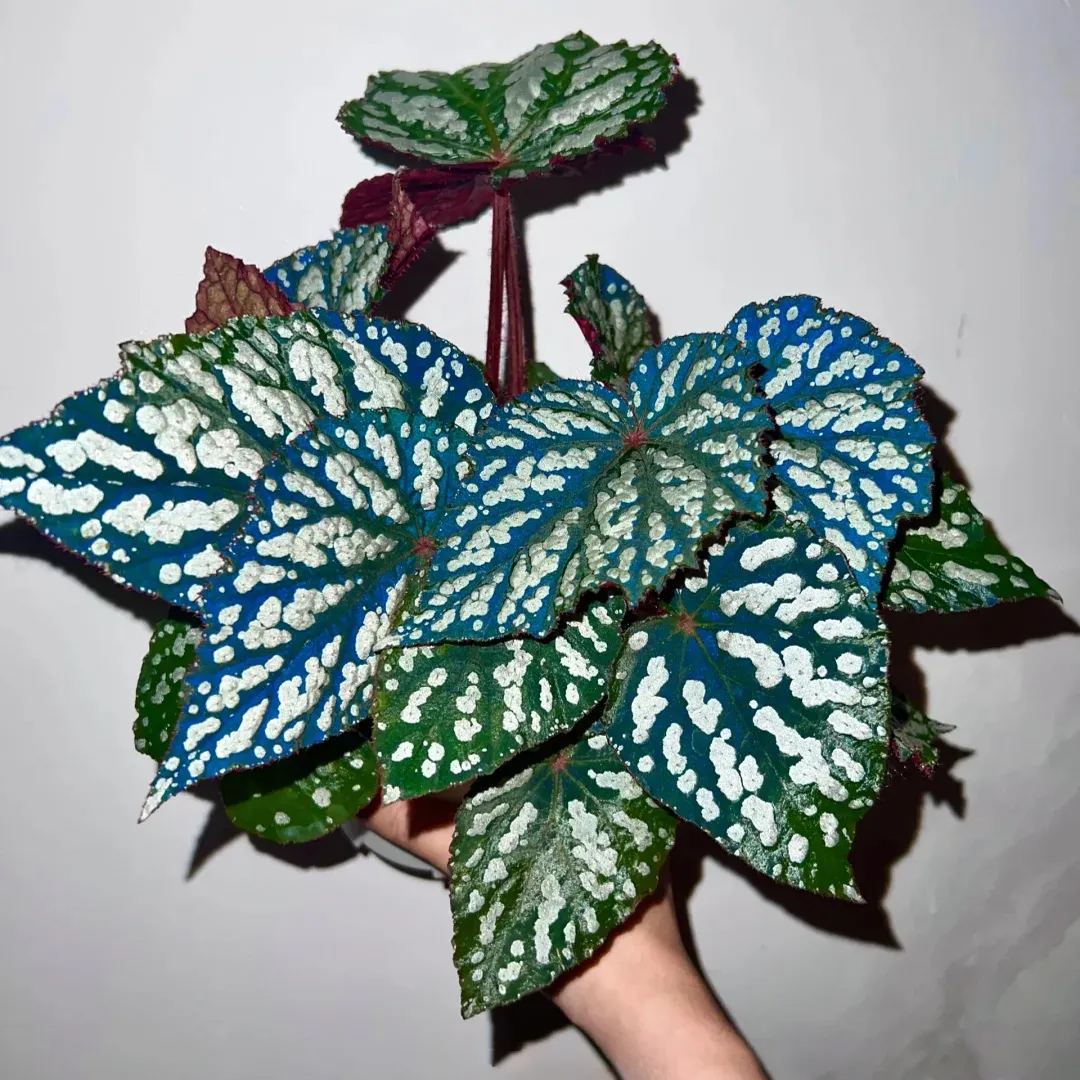 ☘ Begonia seeds 🌈A beautiful miracle of nature