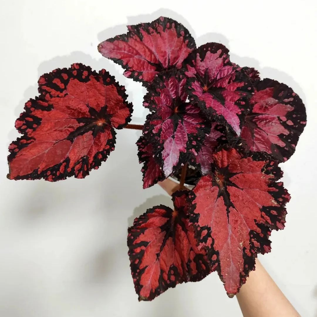 ☘ Begonia seeds 🌈A beautiful miracle of nature