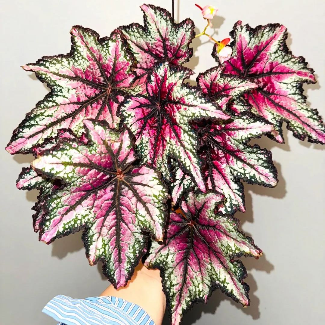 ☘ Begonia seeds 🌈A beautiful miracle of nature