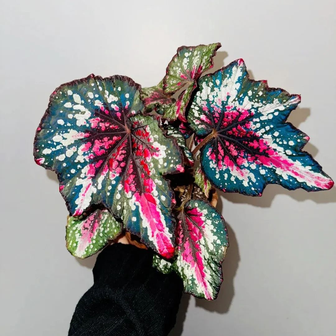 ☘ Begonia seeds 🌈A beautiful miracle of nature