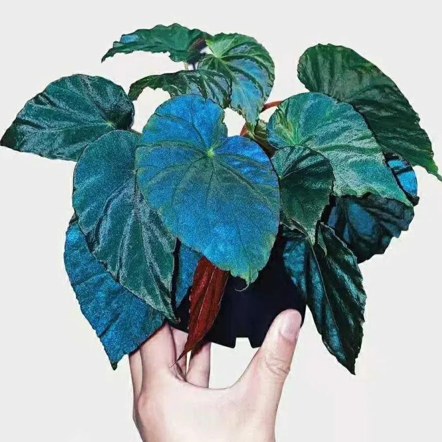 ☘ Begonia seeds 🌈A beautiful miracle of nature