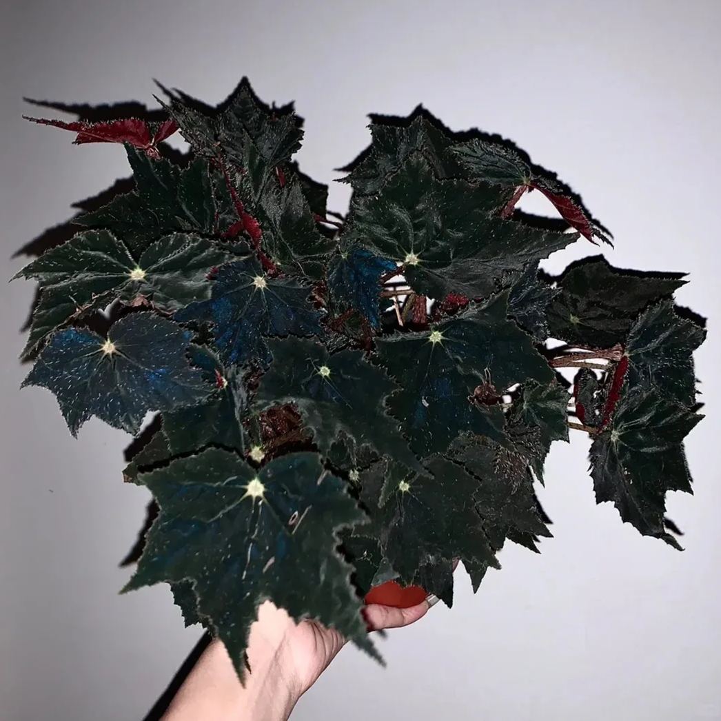 ☘ Begonia seeds 🌈A beautiful miracle of nature