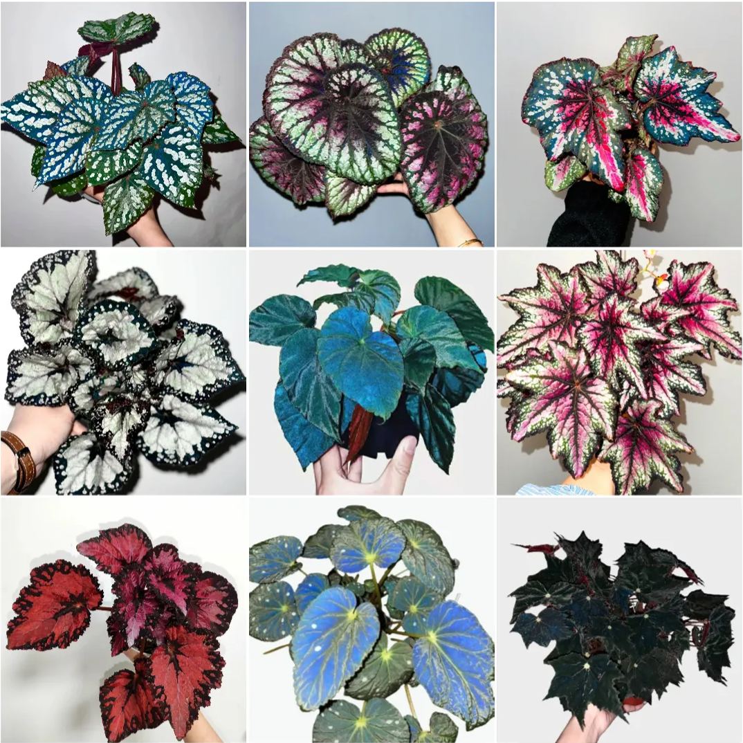 ☘ Begonia seeds 🌈A beautiful miracle of nature