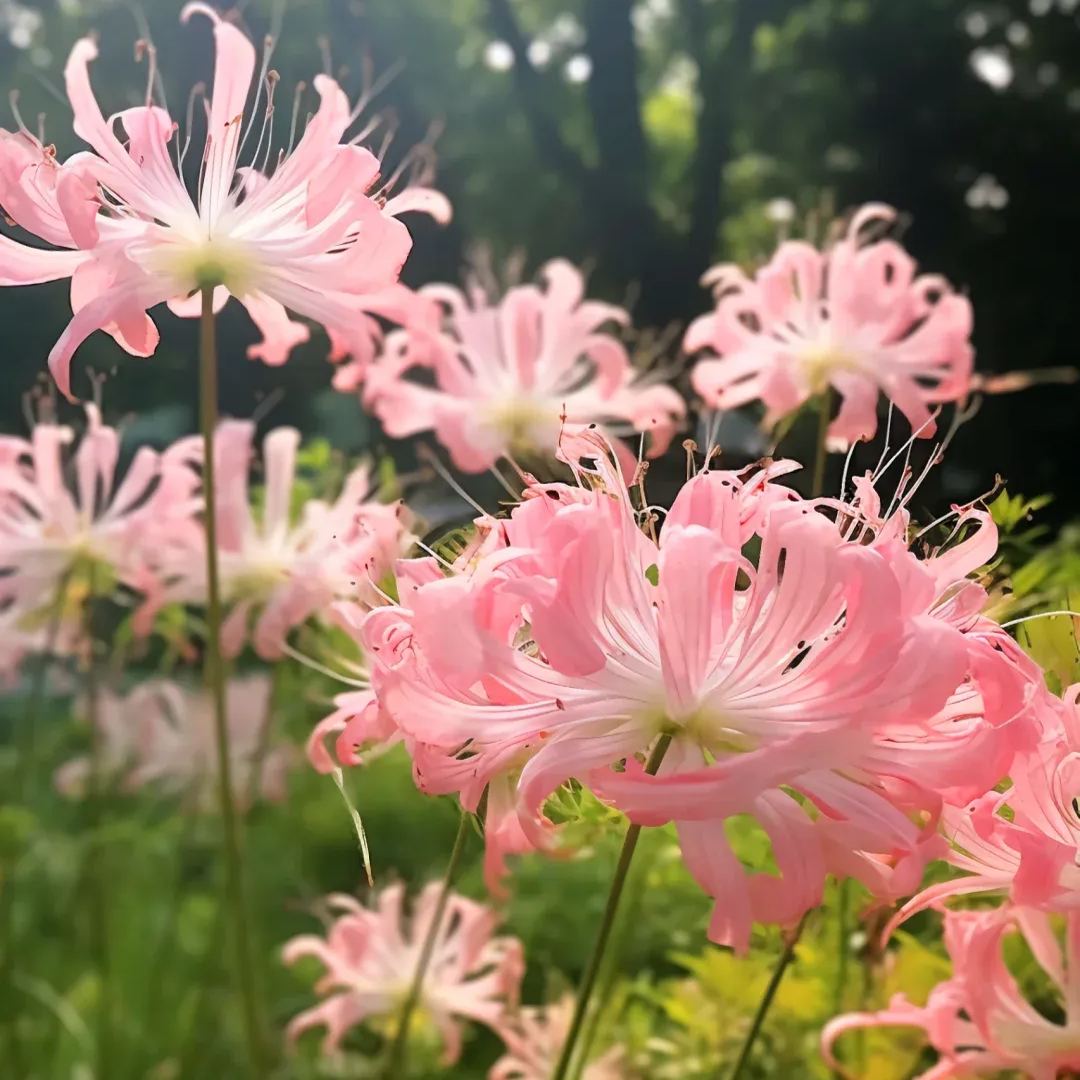 ✨Spider Lily Bulbs✨Perennial Plants🪴Various Colors