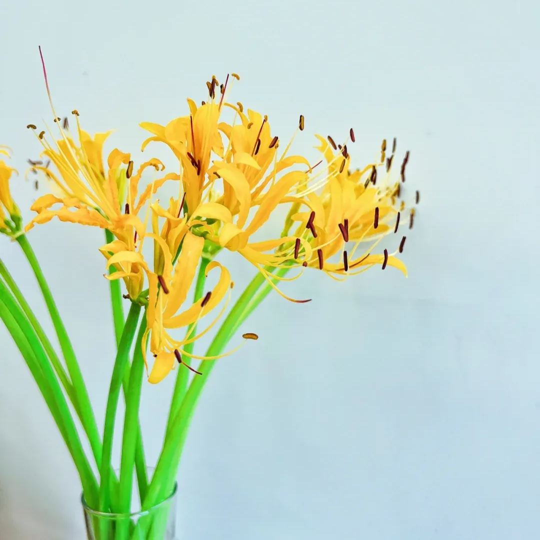 ✨Spider Lily Bulbs✨Perennial Plants🪴Various Colors