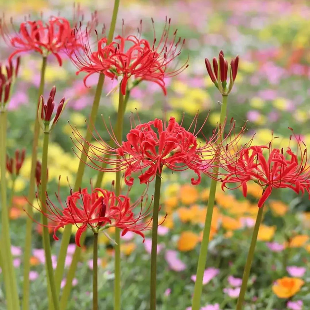 ✨Spider Lily Bulbs✨Perennial Plants🪴Various Colors