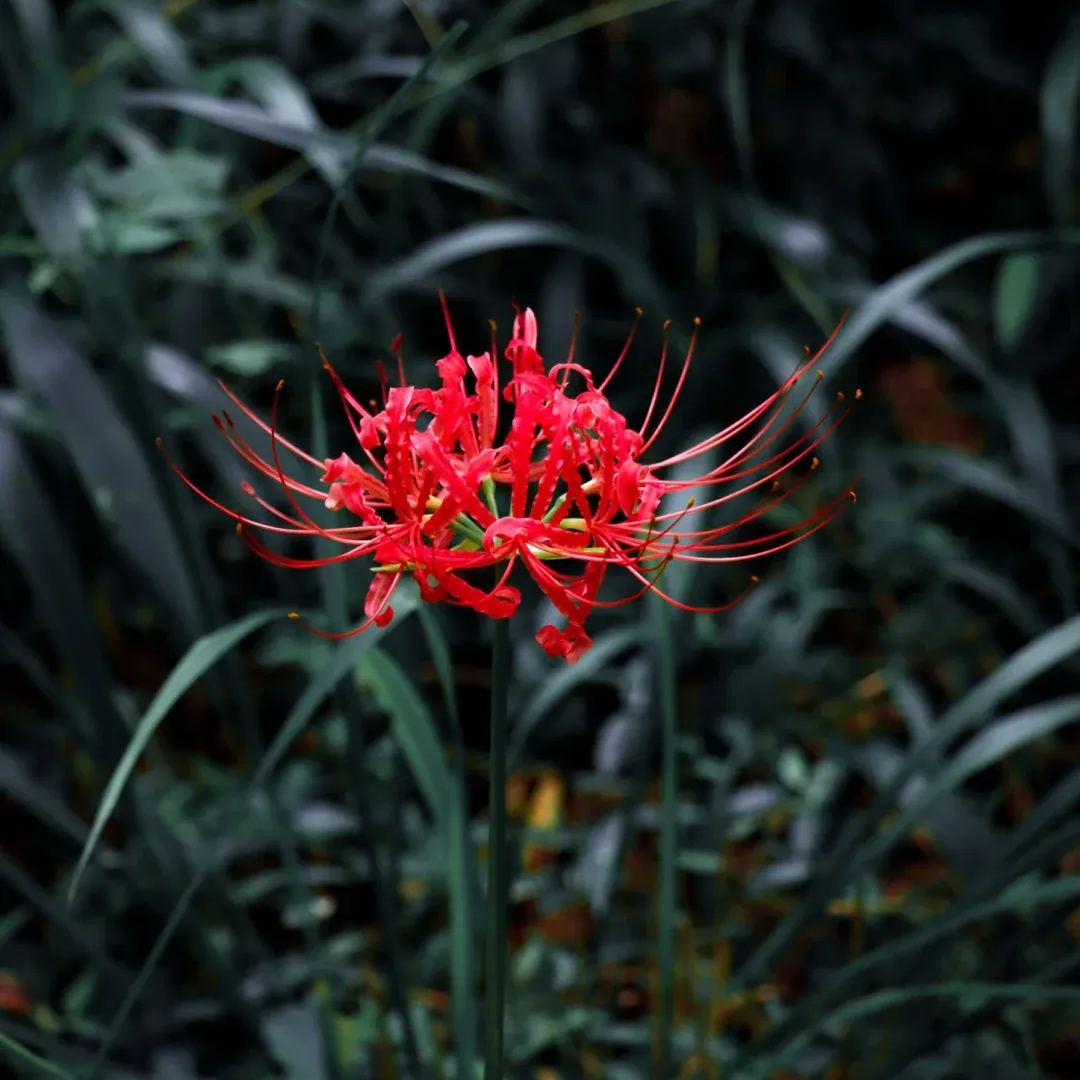 ✨Spider Lily Bulbs✨Perennial Plants🪴Various Colors