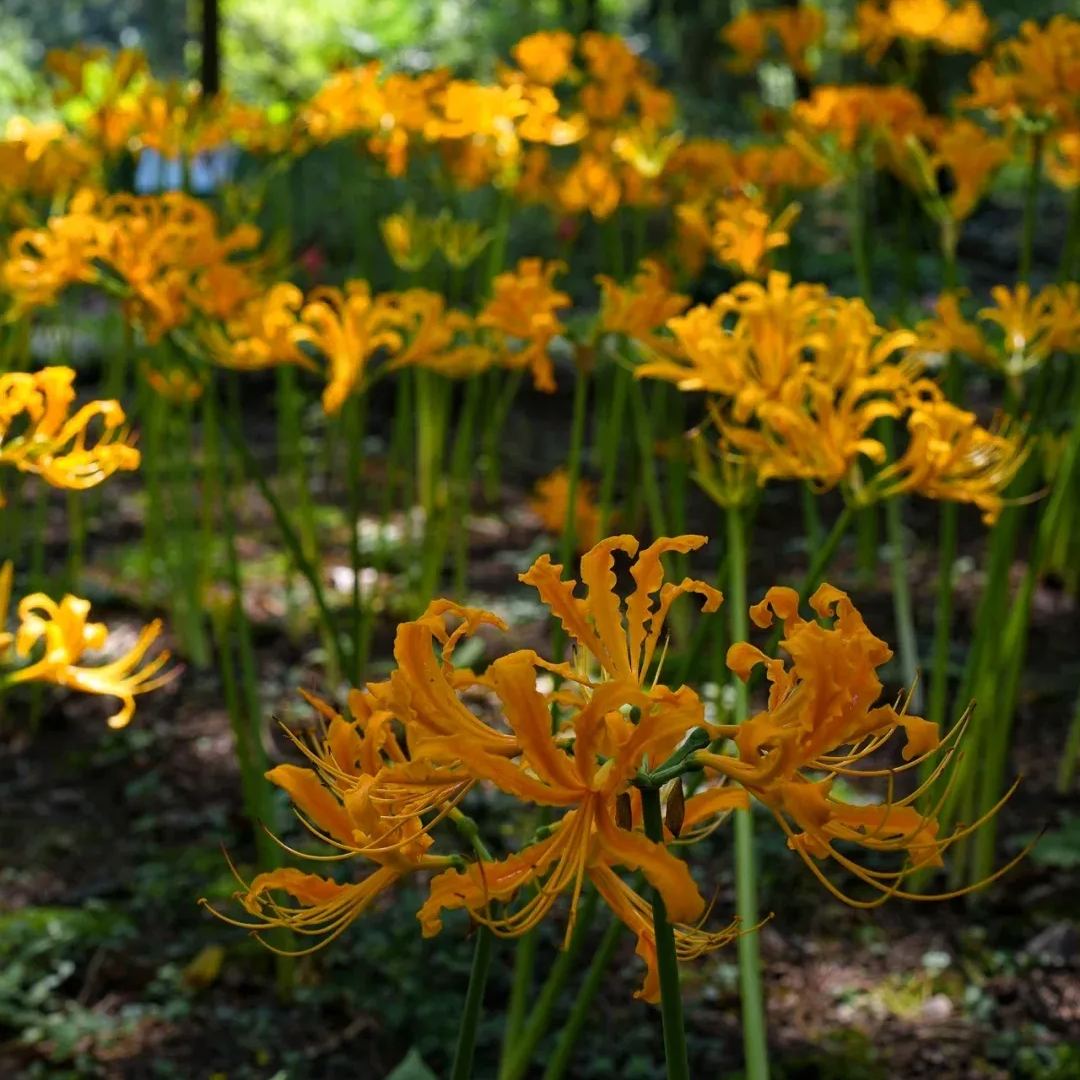 ✨Spider Lily Bulbs✨Perennial Plants🪴Various Colors