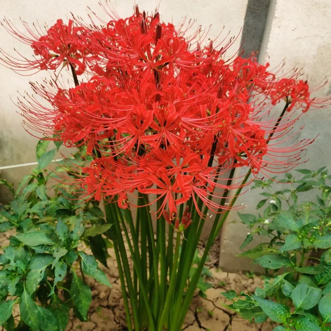 ✨Spider Lily Bulbs✨Perennial Plants🪴Various Colors