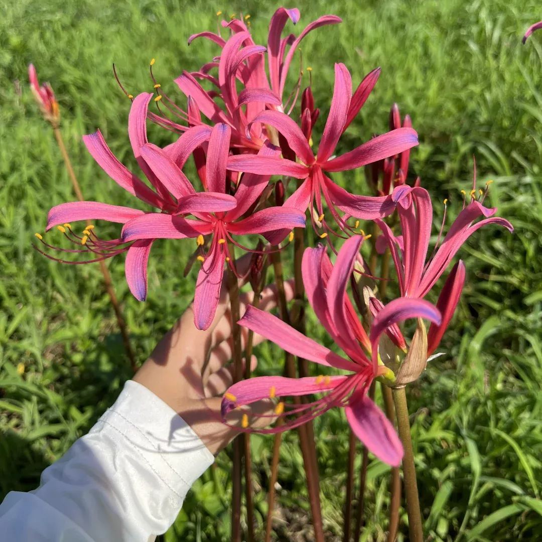 ✨Spider Lily Bulbs✨Perennial Plants🪴Various Colors
