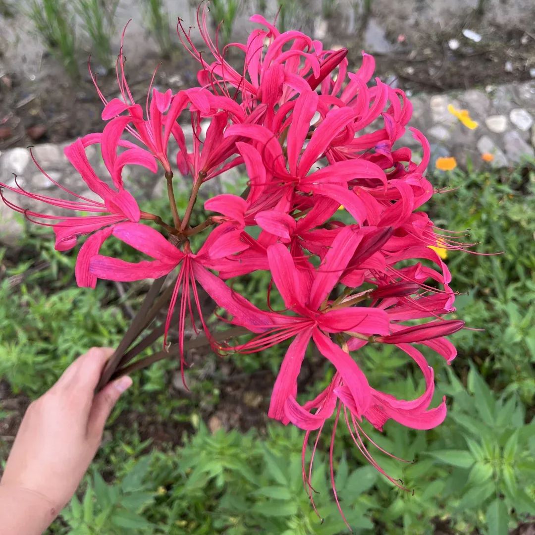 ✨Spider Lily Bulbs✨Perennial Plants🪴Various Colors