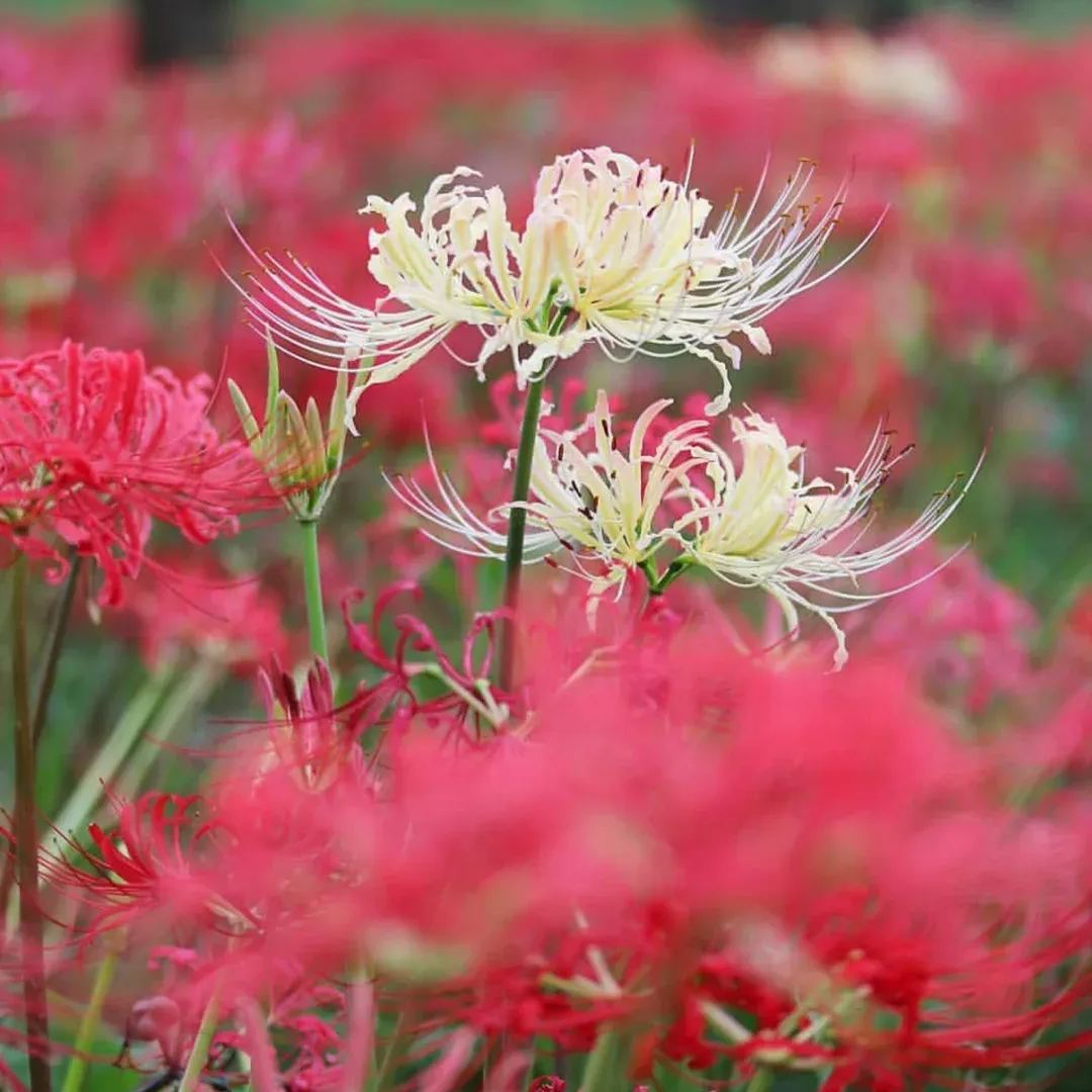 ✨Spider Lily Bulbs✨Perennial Plants🪴Various Colors