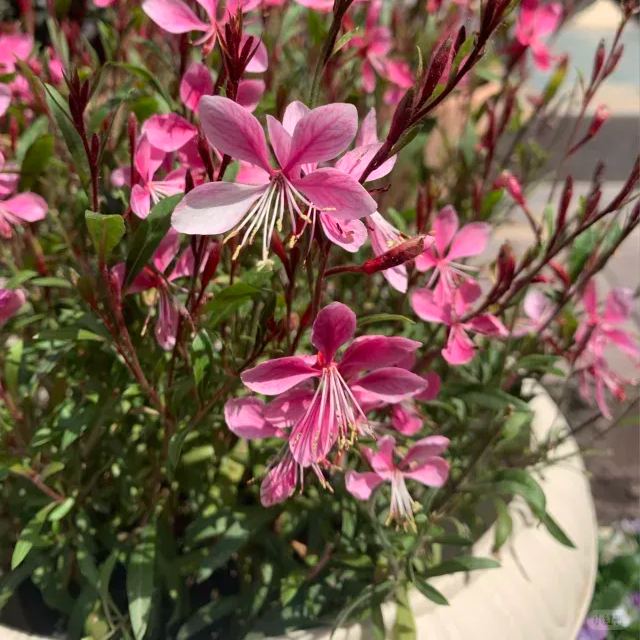 💥Limited Time Offer🌸Gaura seeds
