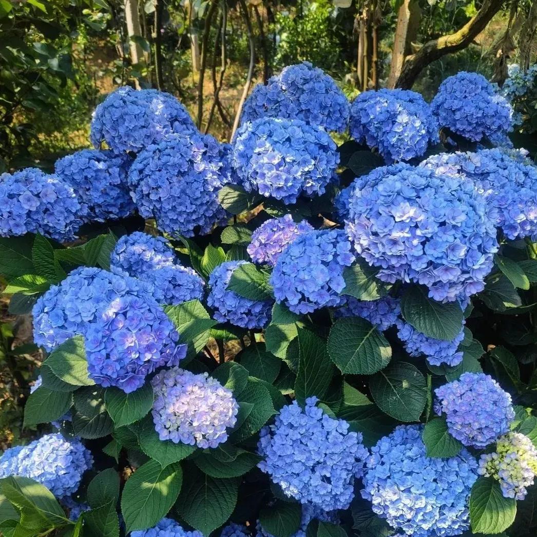 🔥Hot sale🔥  Hydrangea Seeds