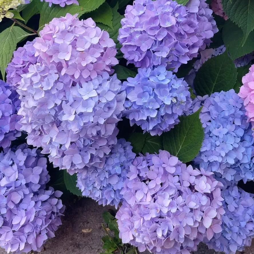 🔥Hot sale🔥  Hydrangea Seeds