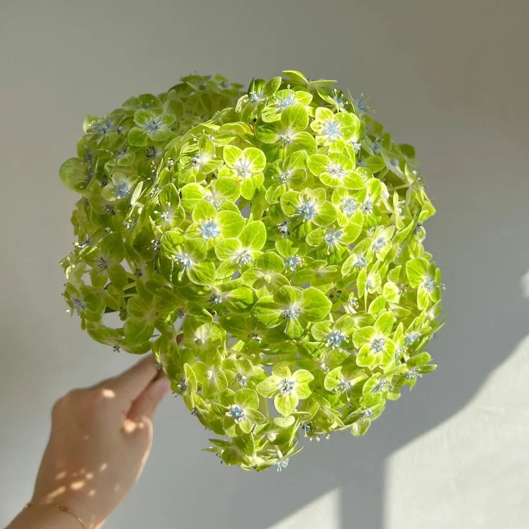 🔥Hot sale🔥  Hydrangea Seeds