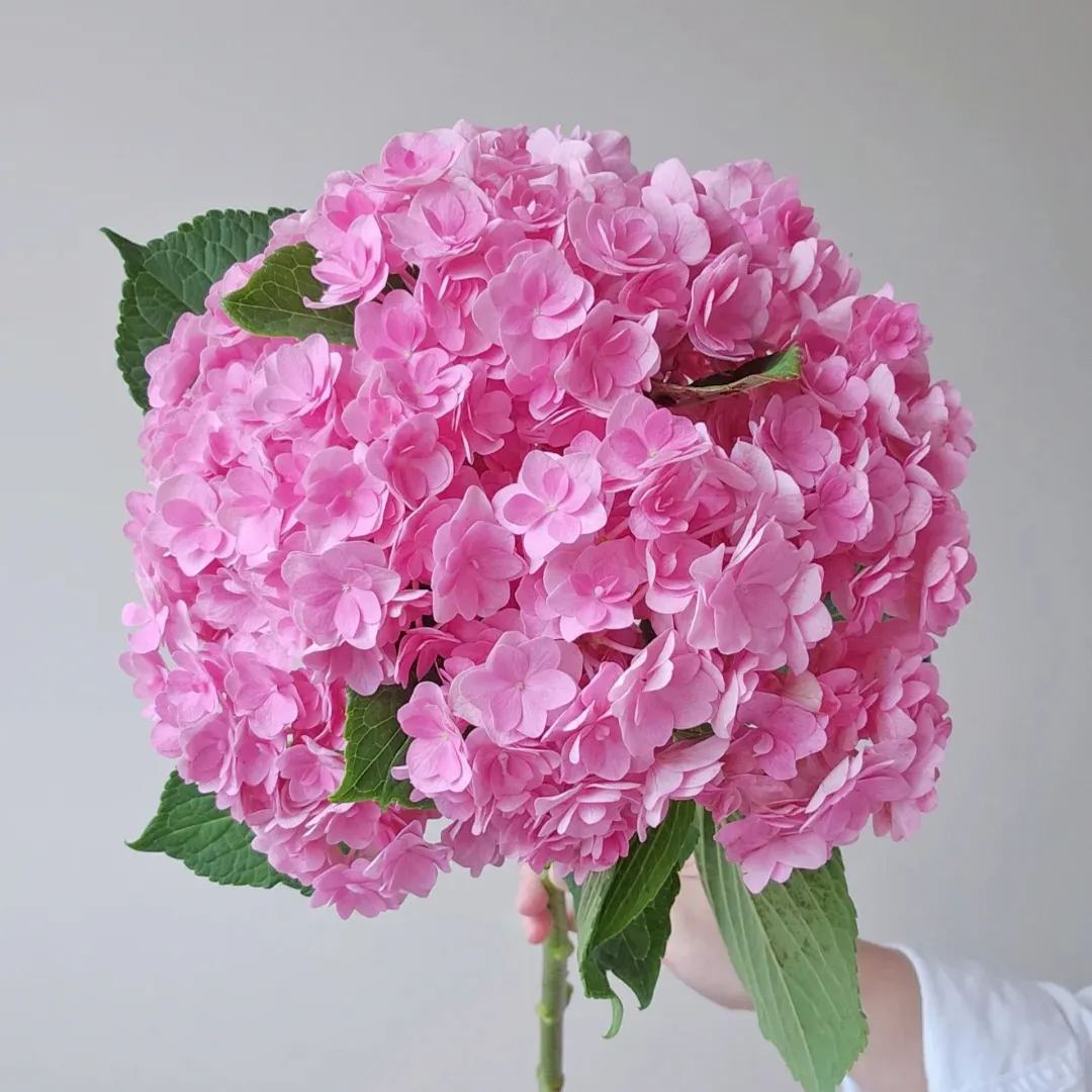 🔥Hot sale🔥  Hydrangea Seeds