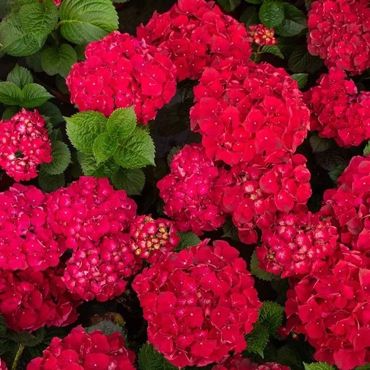 🔥Hot sale🔥  Hydrangea Seeds